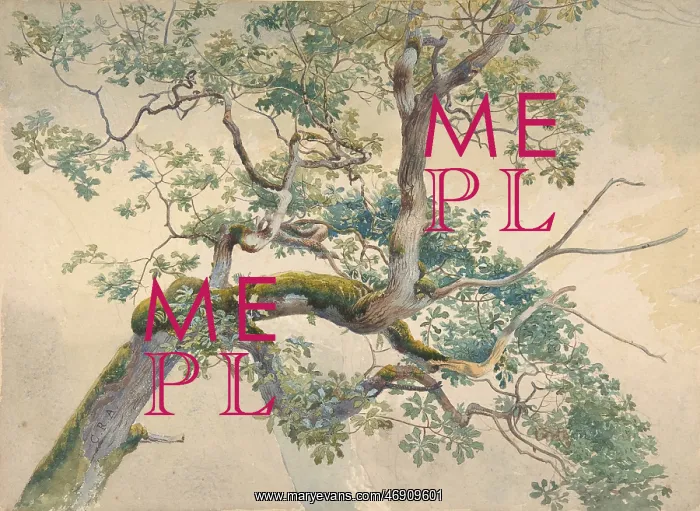 : Tree Branches, 1852?1908, Watercolor over graphite : Tree Branches, 1852?1908, Watercolor over graphite
