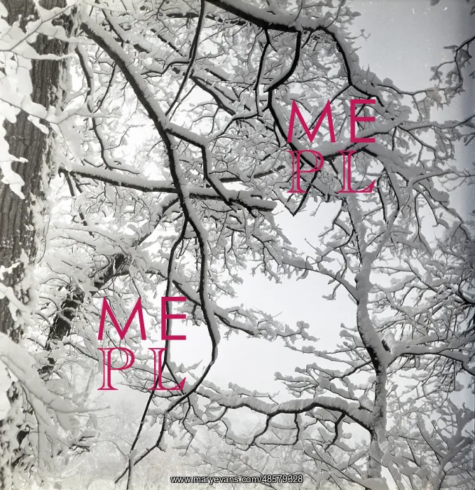  : Tree branches covered in snow
