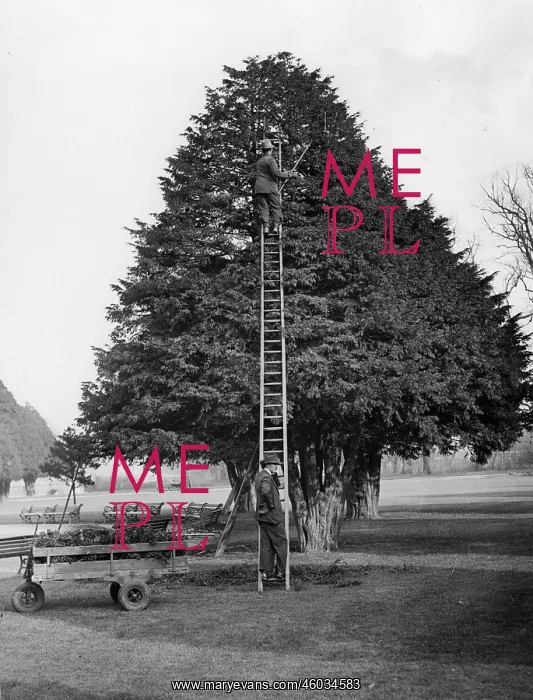 : Tree care at Hampton Court : Tree care at Hampton Court