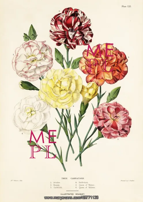 : Tree carnation varieties, Dianthus caryophyllus : Tree carnation varieties, Dianthus caryophyllus
