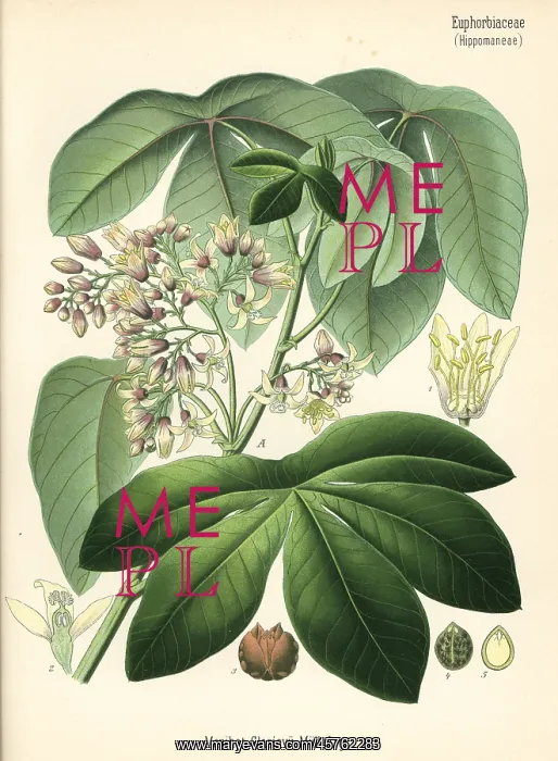 : Tree cassava, Manihot carthaginensis subsp. glaziovii : Tree cassava, Manihot carthaginensis subsp. glaziovii