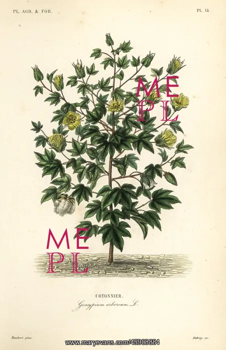 : Tree cotton, Gossypium arboreum : Tree cotton, Gossypium arboreum