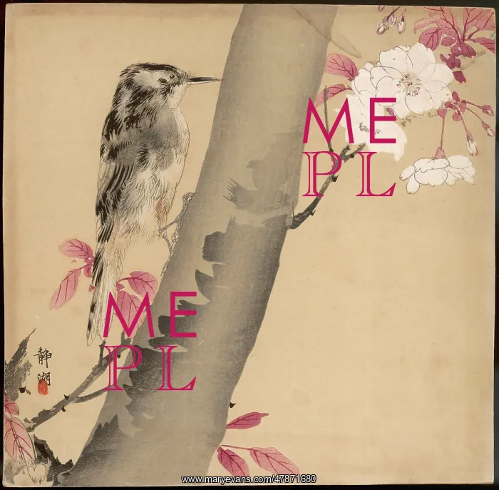 : Tree Creeper on Cherry Blossom Tree : Tree Creeper on Cherry Blossom Tree