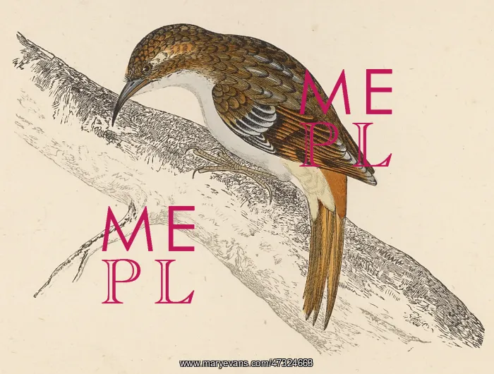 : TREE-CREEPER (MORRIS) : TREE-CREEPER (MORRIS)