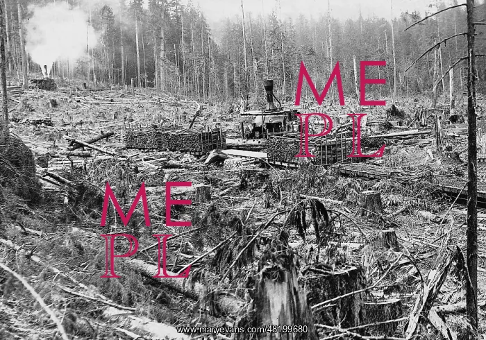 : Tree cutting in the United States, 1926 : Tree cutting in the United States, 1926