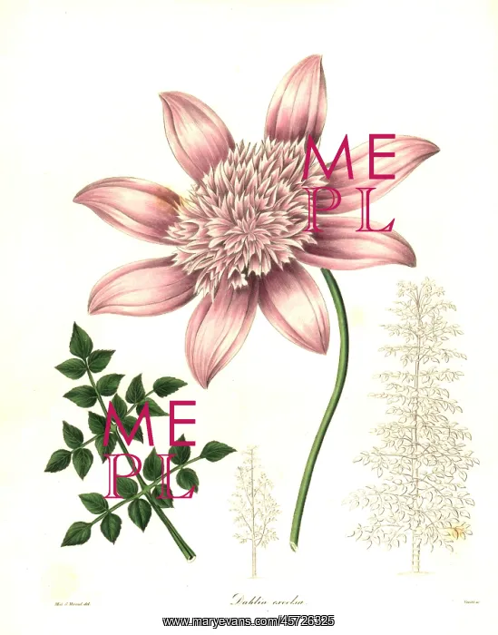 : Tree dahlia, Dahlia excelsa : Tree dahlia, Dahlia excelsa