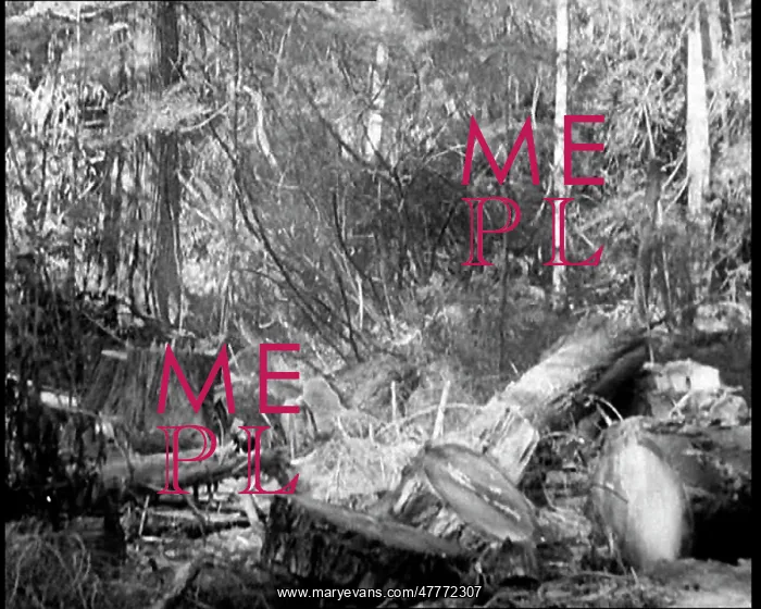 : A Tree Being Felled in a Forest In Canada : A Tree Being Felled in a Forest In Canada