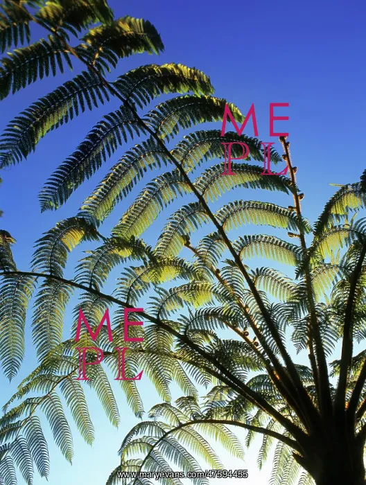 : Tree fern, Sri Lanka : Tree fern, Sri Lanka