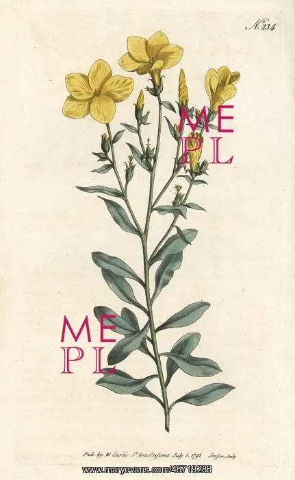 : Tree flax, Linum arboreum : Tree flax, Linum arboreum