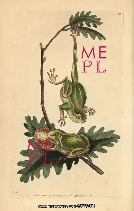 : Tree frog, Hyla arborea : Tree frog, Hyla arborea