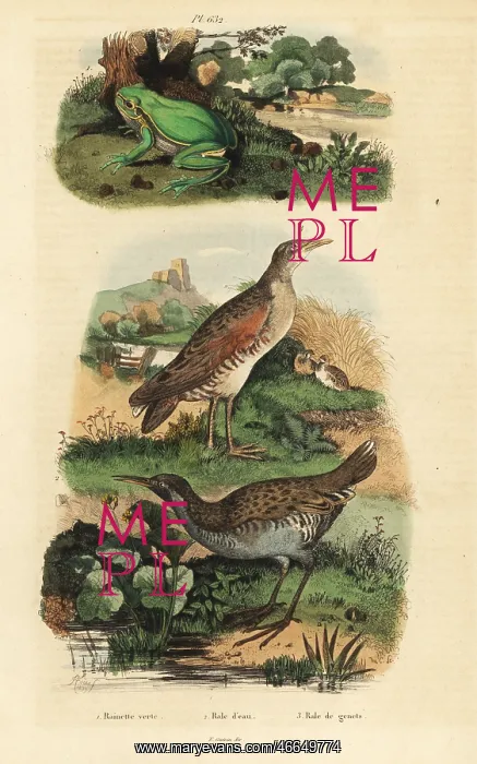 : Tree frog, water rail and landrail : Tree frog, water rail and landrail