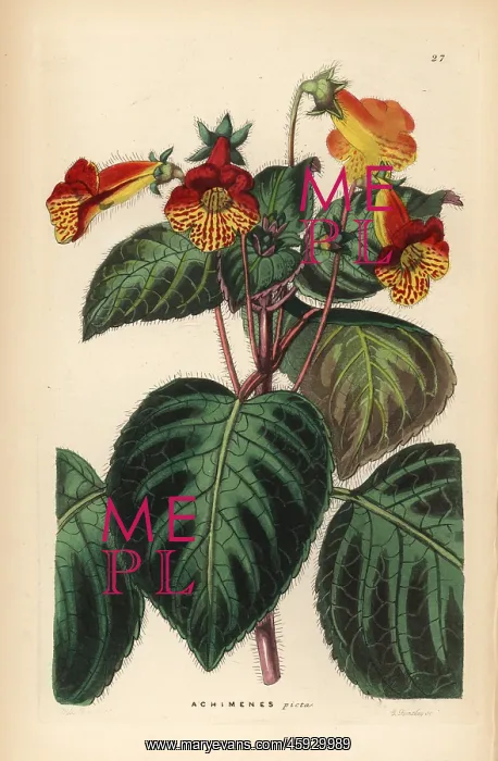 : Tree gloxinia, Kohleria amabilis : Tree gloxinia, Kohleria amabilis