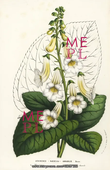 : Tree gloxinia, Smithiantha amabilis : Tree gloxinia, Smithiantha amabilis