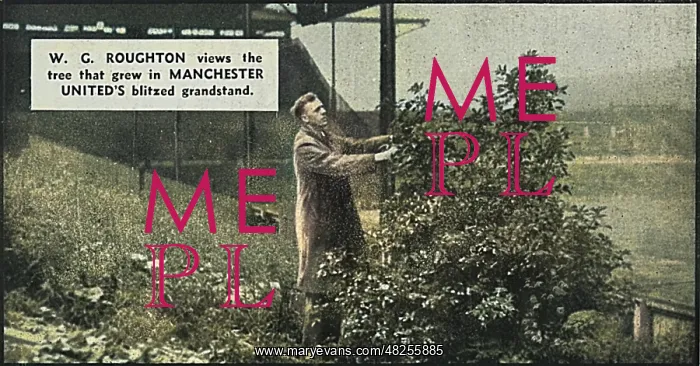: Tree growing in damaged stand at Manchester United : Tree growing in damaged stand at Manchester United