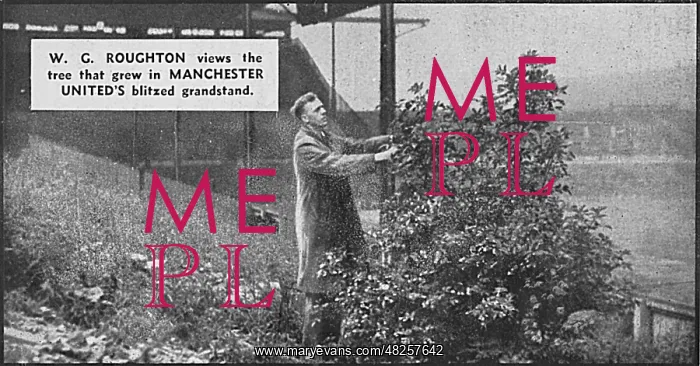 : Tree growing in damaged stand at Manchester United : Tree growing in damaged stand at Manchester United