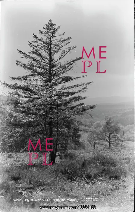 : Tree at Haldon Moor : Tree at Haldon Moor