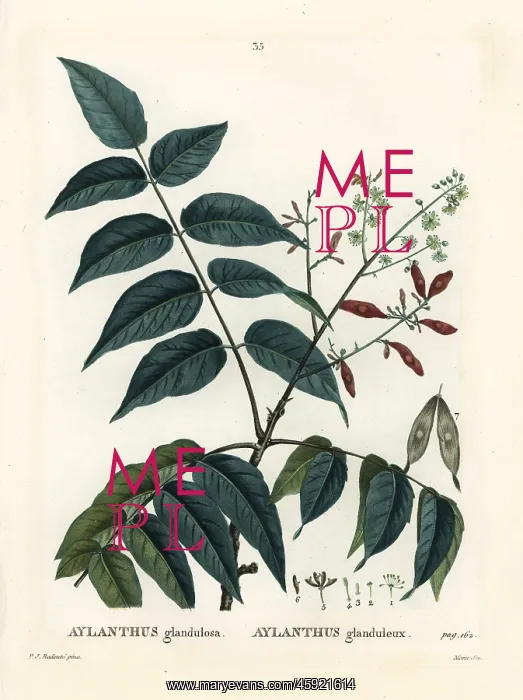 : Tree of heaven, ailanthus or chouchun, Ailanthus altissima : Tree of heaven, ailanthus or chouchun, Ailanthus altissima