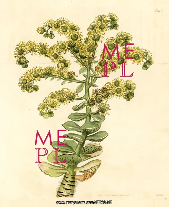 : Tree houseleek, Aeonium smithii : Tree houseleek, Aeonium smithii