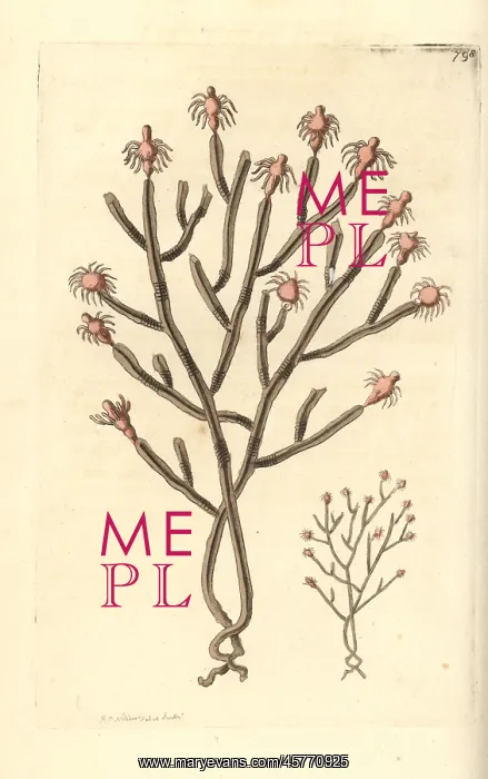 : Tree hydroid, Eudendrium ramosum : Tree hydroid, Eudendrium ramosum