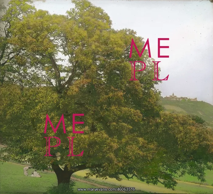 : Tree on the Kahlenberg : Tree on the Kahlenberg