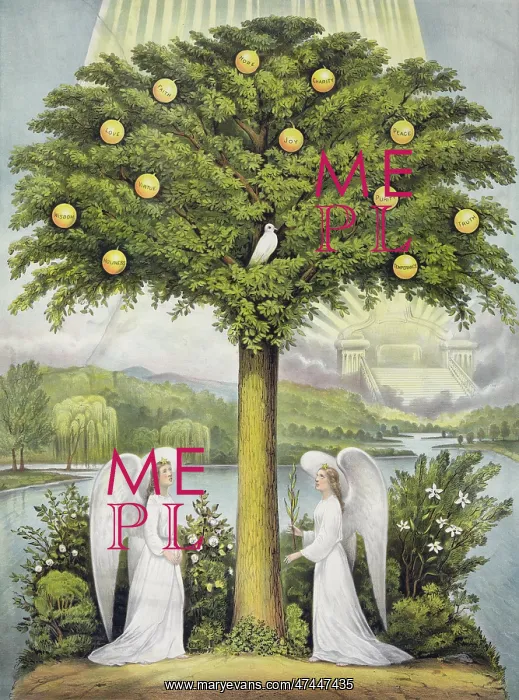 : The tree of life : The tree of life