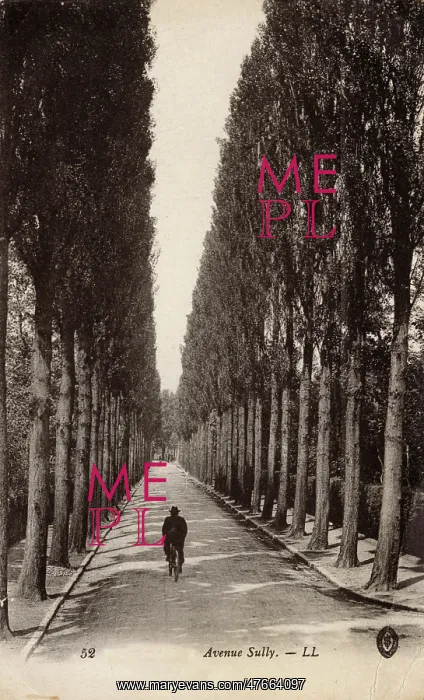: Tree-lined Avenue Sully, France : Tree-lined Avenue Sully, France