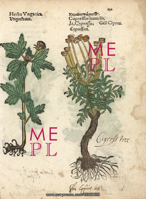 : Tree mallow, Malva arborea, and cypress tree : Tree mallow, Malva arborea, and cypress tree