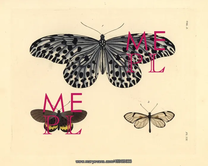 : Tree-nymph, large smoky acraea and glasswing : Tree-nymph, large smoky acraea and glasswing