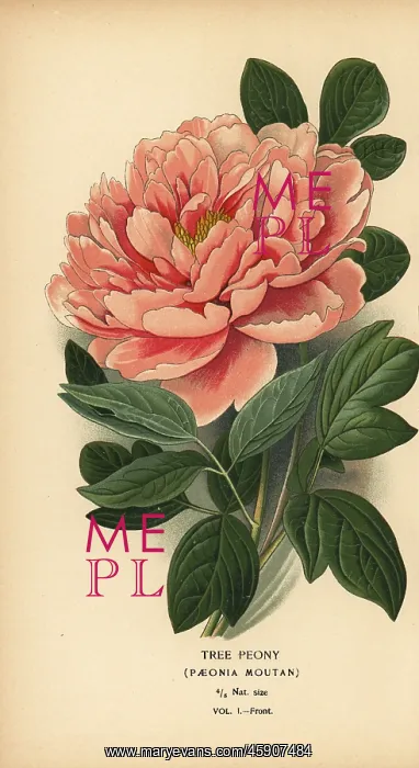 : Tree peony, Paeonia moutan : Tree peony, Paeonia moutan