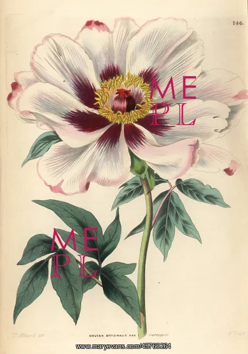 : Tree peony, Paeonia officinalis : Tree peony, Paeonia officinalis