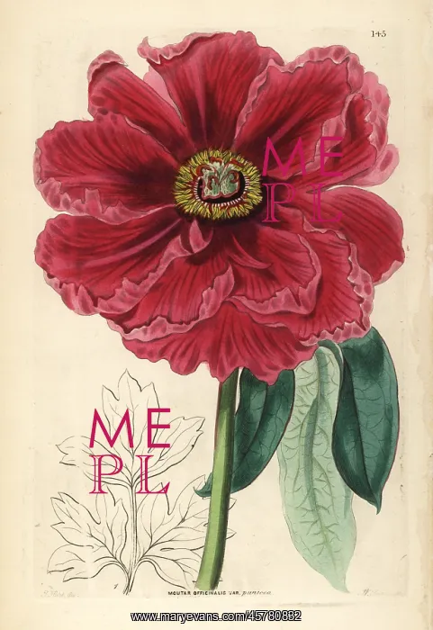 : Tree peony, Paeonia officinalis : Tree peony, Paeonia officinalis