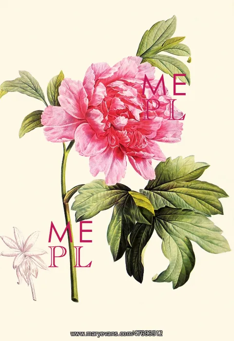 : Tree Peony, Paeonia suffructicosa : Tree Peony, Paeonia suffructicosa
