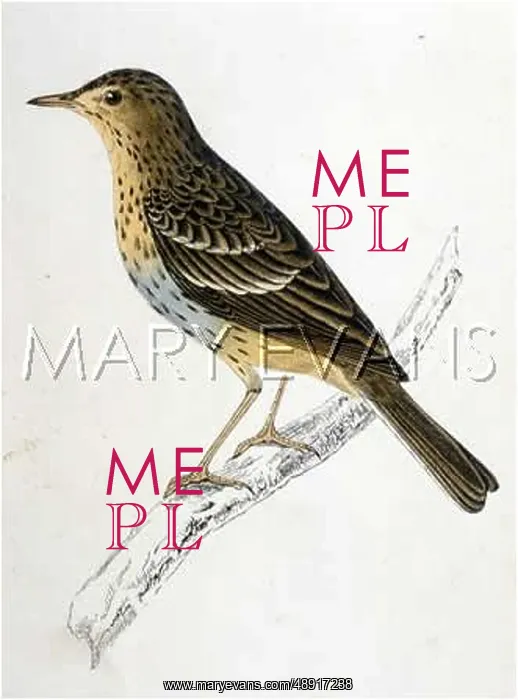  : TREE PIPIT (MORRIS)