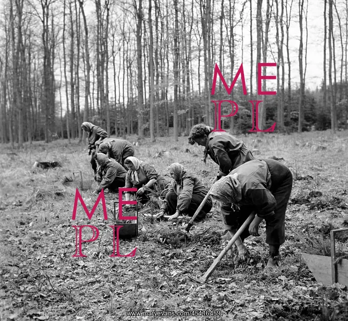 : Tree planting : Tree planting