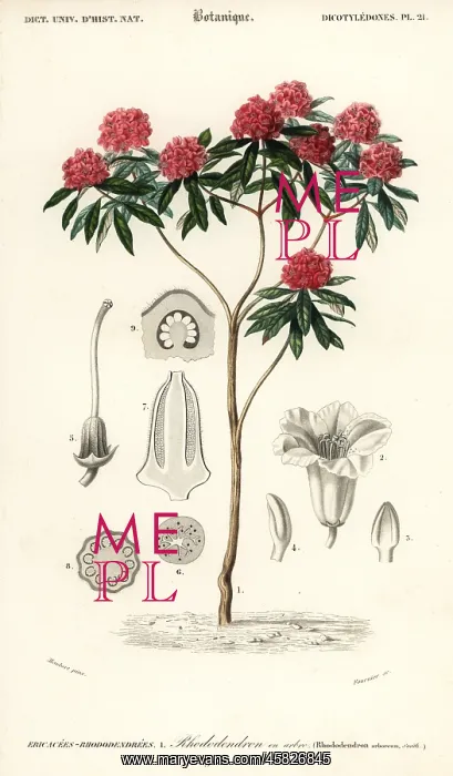 : Tree rhododendron, Rhododendron arboreum : Tree rhododendron, Rhododendron arboreum