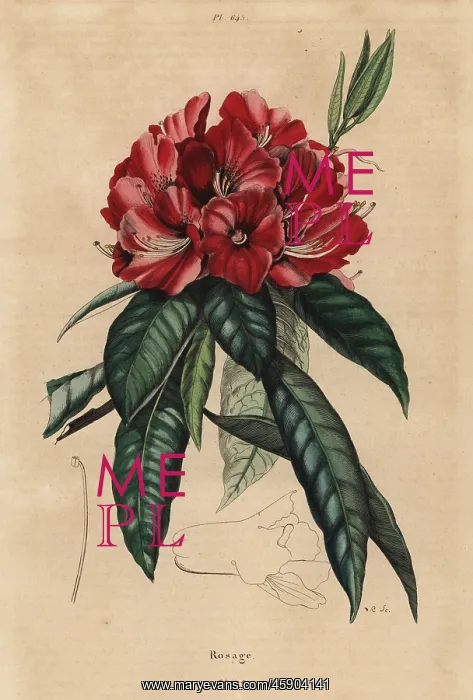 : Tree rhododendron, Rhododendron arboreum : Tree rhododendron, Rhododendron arboreum
