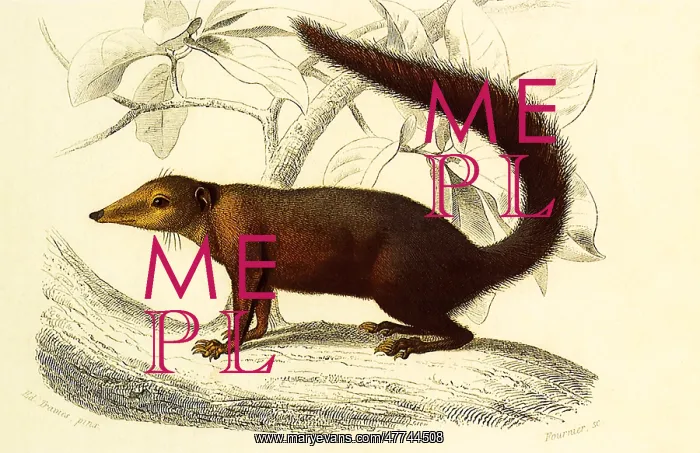  : Tree Shrew (Tupaia ferruginea)