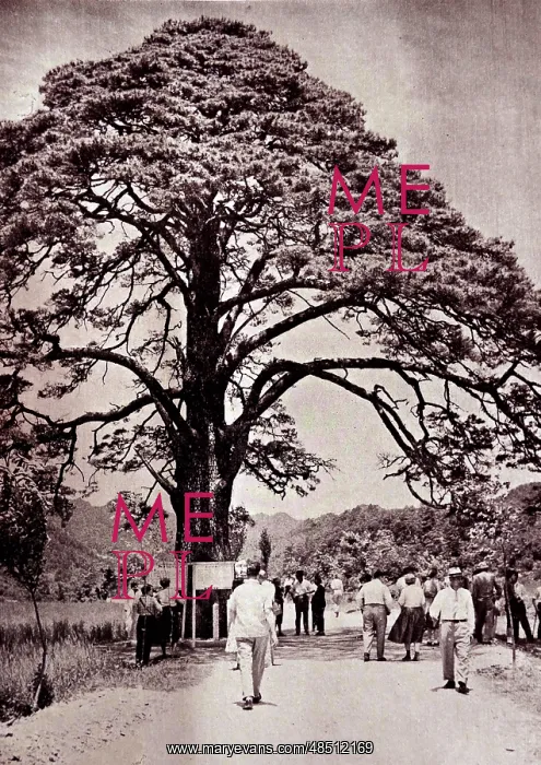 : A Tree with a social status from Joseon Dynasty, Korea : A Tree with a social status from Joseon Dynasty, Korea