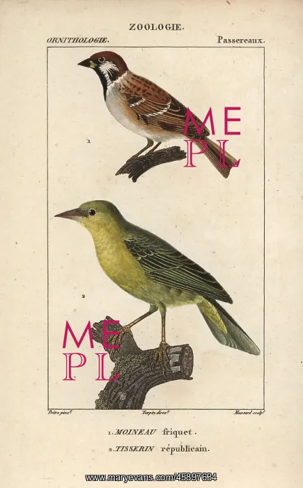 : Tree sparrow, Passer montanus, and village : Tree sparrow, Passer montanus, and village