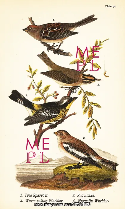 : Tree sparrow, snow bunting, worm-eating warbler and : Tree sparrow, snow bunting, worm-eating warbler and