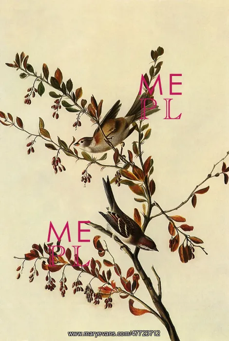  : Tree Sparrow, Spizella arborea