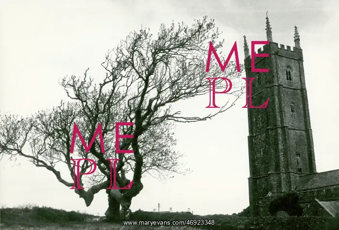 : Tree and St Nectan's Church, Stoke, Hartland, Devon : Tree and St Nectan's Church, Stoke, Hartland, Devon