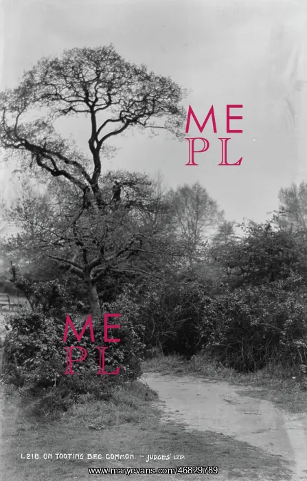 : Tree on Tooting Bec Common : Tree on Tooting Bec Common