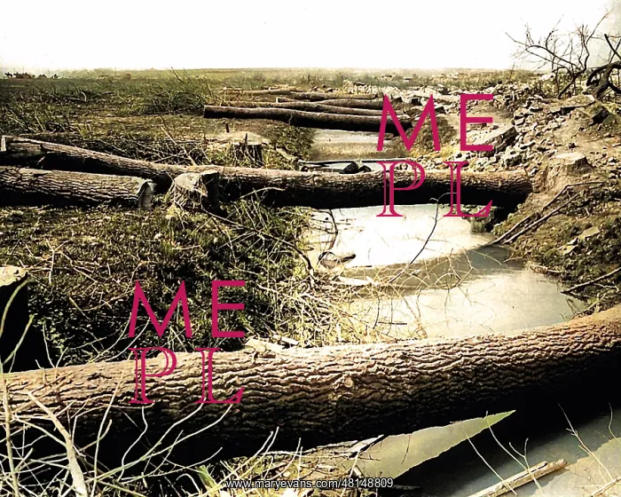 : Tree trunks cut by Germans, Western Front, WW1 : Tree trunks cut by Germans, Western Front, WW1