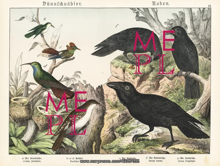 : Treecreeper, hummingbirds and ravens : Treecreeper, hummingbirds and ravens