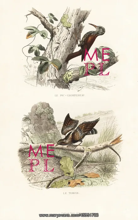 : Treecreeper and wryneck : Treecreeper and wryneck