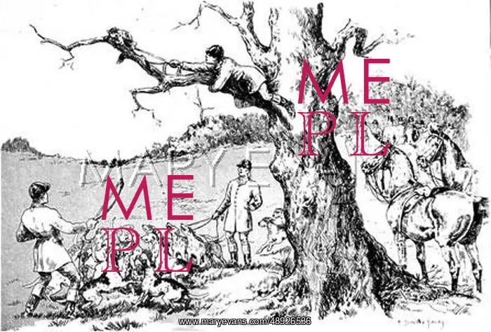 : A Treed Fox 1891 : A Treed Fox 1891