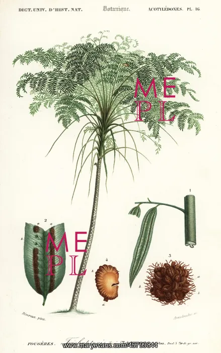 : Treefern, Cyathea species : Treefern, Cyathea species