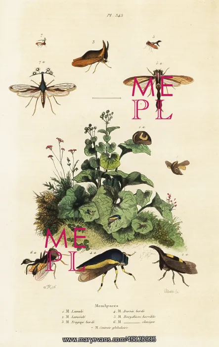 : Treehoppers : Treehoppers