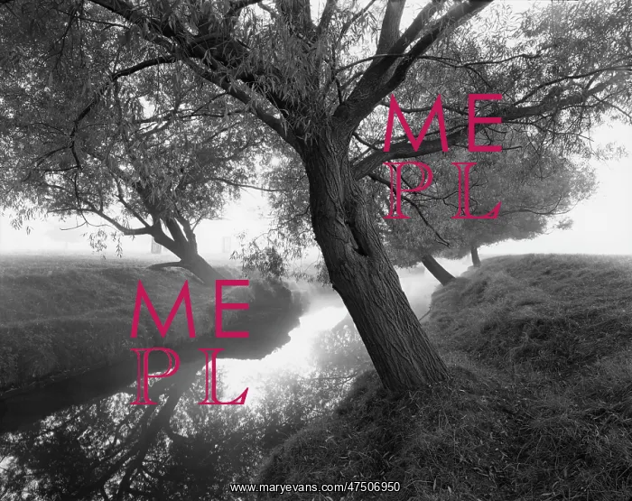 : TREES BY A BROOK : TREES BY A BROOK